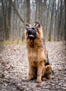 Young fluffy German shepherd dog puppy six months old Lying in a forest ground Royalty Free Stock Photo