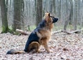 Young fluffy German shepherd dog puppy six months old Lying in a forest ground Royalty Free Stock Photo