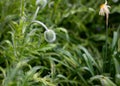 Young fluffy green heads of poppies on a flower bed in the garden Royalty Free Stock Photo