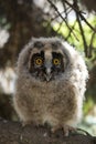 Young fluffy owl