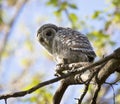 Young barred owl Royalty Free Stock Photo