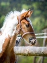 Young fluffy stallion foal near the corral