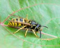 Young fluffy wasp sits on a leaf Royalty Free Stock Photo