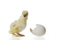 Young fluffy yellow Easter Baby Chicken with egg shell against white background Royalty Free Stock Photo