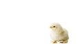 Young fluffy yellow Easter Baby Chickens standing Against White Background Royalty Free Stock Photo