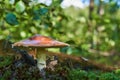 Young fly agaric in the forest in the moss and sunlight Royalty Free Stock Photo
