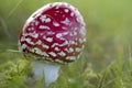 Young fly agaric fruit body