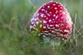 Young fly agaric fruit body