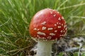 Young fly agaric fruit body