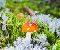 Young fly agaric in green and gray moss