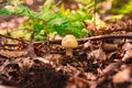 A young fly agaric grows in the leu among fallen leaves and branches