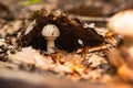 A young fly agaric grows in the leu among fallen leaves and branches