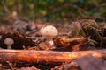 A young fly agaric grows in the leu among fallen leaves and branches