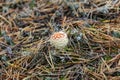 Fly amanita growing in the pinewood Royalty Free Stock Photo