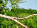 Young Flycatcher Bird Perched on Tree Branch Over Lily Pads on Pond Looking off to the Side Royalty Free Stock Photo