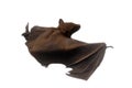 Young flying Fox on black background