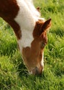 Young Foal eating Grass