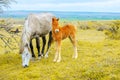 Young foal on the field with her mother horse Royalty Free Stock Photo