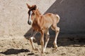 Young foal galloping