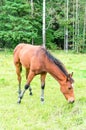 Young Foal Horse Grazing Royalty Free Stock Photo