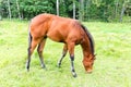 Young Foal Horse Grazing on Grass Royalty Free Stock Photo