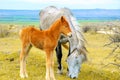 Young foal grazing with mother horse Royalty Free Stock Photo