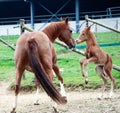 A young foal and her mother playing Royalty Free Stock Photo