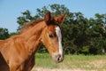 Young foal horse face during Texas summer on ranch