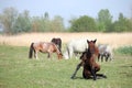 Young foal and horses on the meadow