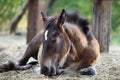 Young foal lying on the ground. Animal of farm