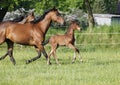 Young foal with mares Royalty Free Stock Photo