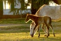 Young Foal with mom 02