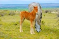 Young foal with mother horse grazing in the meadow Royalty Free Stock Photo