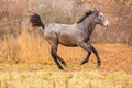 Young foal running free