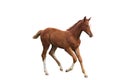 Young foal running free isolated on white Royalty Free Stock Photo