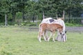 Young foal standing with his grazing mother Royalty Free Stock Photo