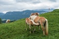 Young Haflinger foal suckling from his mother horse in the pasture in front of a mountain in the european alps