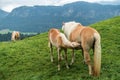 Young Haflinger foal suckling from his mother horse in the pasture in front of a mountain in the european alps Royalty Free Stock Photo