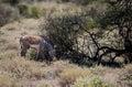 Young foal zebra grazing on grass in Samburu, Kenya Royalty Free Stock Photo