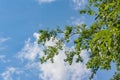 Young foliage against the blue summer sky