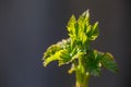 Young foliage of currant bush with water drops macro photography. Royalty Free Stock Photo