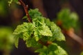 Young foliage of currant bush with water drops macro photography. Royalty Free Stock Photo