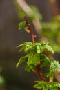 Young foliage of currant bush with water drops macro photography. Royalty Free Stock Photo