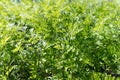 Young foliage of edible carrots in a vegetable garden on a sunny day