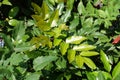 Young foliage of Mahonia aquifolium in summer