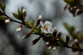 Cherry blossoms. White flowers on a tree.Young foliage in spring on a tree. Fresh foliage. Royalty Free Stock Photo