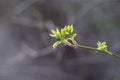 Young foliage on twig. Awakening of tree in early spring . The revival of nature. Branch with fresh green bud. Bloom Royalty Free Stock Photo