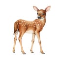 Young forest deer. Beautiful fawn image. Watercolor bambi illustration. Wild young deer animal with white back spots Royalty Free Stock Photo