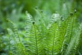 The young forest fern looks very unusual with curls at the ends of the leaves Royalty Free Stock Photo