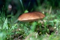 A young forest fungus among the grass on a sunny day